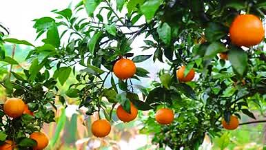 柑橘林实拍高清视频淘宝电商产品主图视频视频的预览图